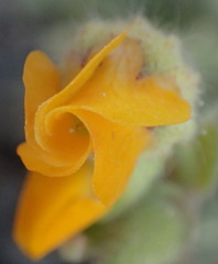 Hermannia althaeifolia