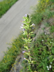 Dracocephalum thymiflorum