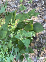 Eupatorium pubescens
