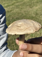 Stropharia coronilla