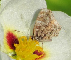 Aubergina vanessoides