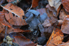 Helvella lacunosa