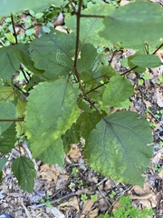 Eupatorium pubescens