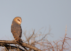 Tyto alba poensis