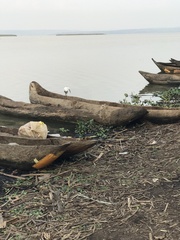 Egretta garzetta garzetta