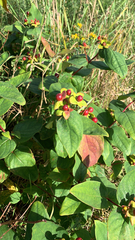 Hypericum androsaemum