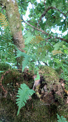 Polypodium