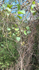 Alnus glutinosa