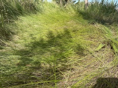 Sporobolus pumilus