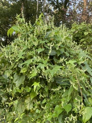 Fallopia scandens