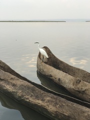 Egretta garzetta garzetta