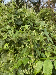 Fallopia scandens