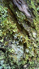 Nephromopsis laureri