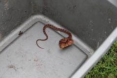 Pantherophis guttatus