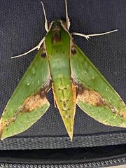 Xylophanes chiron