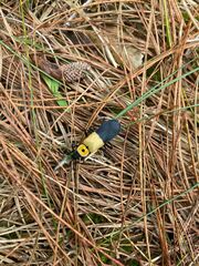 Chauliognathus heros