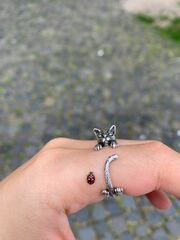 Coccinellidae