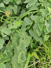 Aristolochia