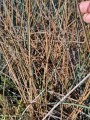 Lestes barbarus