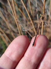 Lestes barbarus