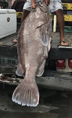 Epinephelus