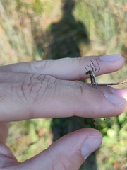 Lestes barbarus