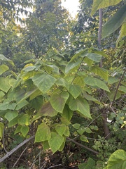 Catalpa bignonioides