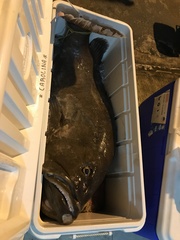 Epinephelus