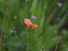 Papaver dubium