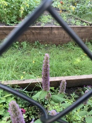 Hyssopus officinalis