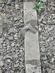 Caprimulgus europaeus