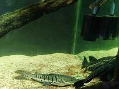 Pseudoplatystoma