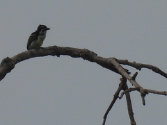 Pogoniulus bilineatus