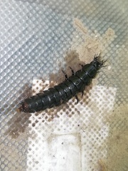 Carabus