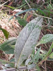Erysiphe knautiae