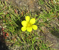 Moraea fugacissima