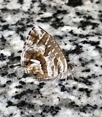 Cacyreus marshalli
