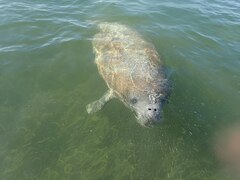 Trichechus manatus latirostris