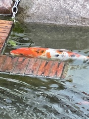 Cyprinus rubrofuscus