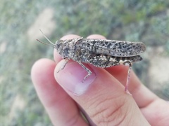 Angaracris barabensis