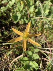 Pauridia serrata serrata