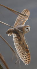 Tyto alba poensis