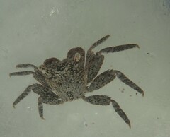 Aratus pisonii