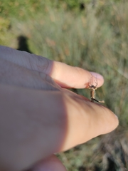 Lestes barbarus