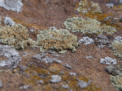 Protoparmeliopsis muralis