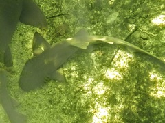 Ginglymostoma cirratum