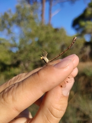 Lestes barbarus