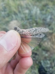 Angaracris barabensis
