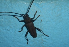 Juiaparus batus