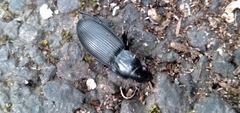 Pterostichus melanarius